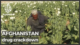 Taliban plans to eradicate cultivation of poppies