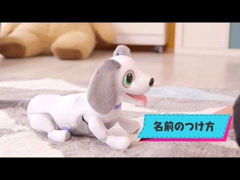ハロー！ズーマー　ミニチュアダックスの遊び方紹介　【いおりくん】【オムニボット】