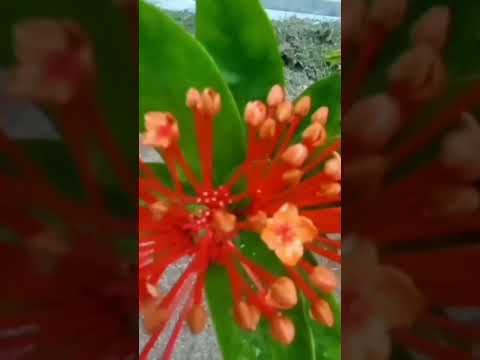 #flower. butifulflower