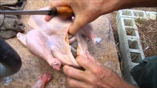 How To Gut A Chicken