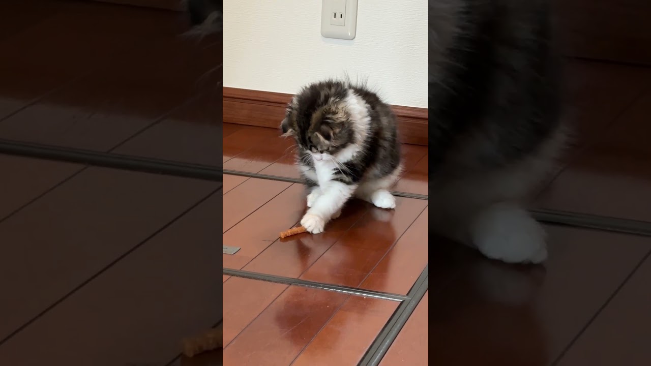 シトラピ初めて固いおやつ　#キャバリアキングチャールズスパニエル #子犬 #スコティッシュフォールド #子猫