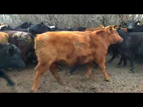 40 Novillos Angus y Cruza Británicos de Exportación. 510/520 Kg. Gregorio Aberasturi SRL