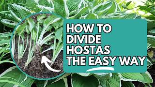 How to Divide Hostas the Easy Way | Planting Hostas | Hosta Division | How to Transplant Hostas