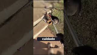 UM CACHORRO NADA AGRESSIVO