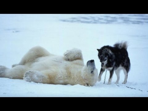 15 Unbelievable, Unlikely and Odd Animal Friendships Video