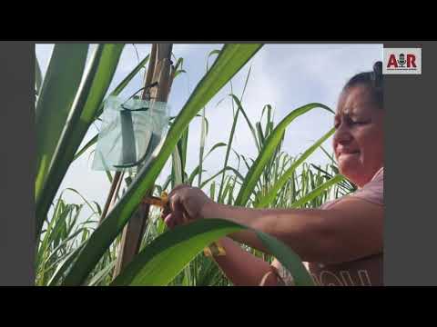 Soluciones a Paneleros en Cundinamarca, 400 productores 8 municipios