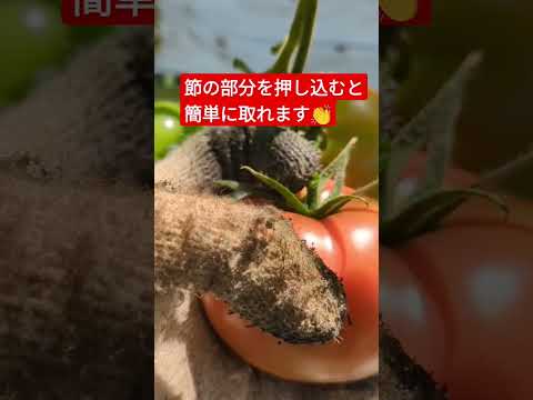 トマトのコーヒー粉の量はどれくらいですか?収穫量を向上させる最適な肥料  庭園