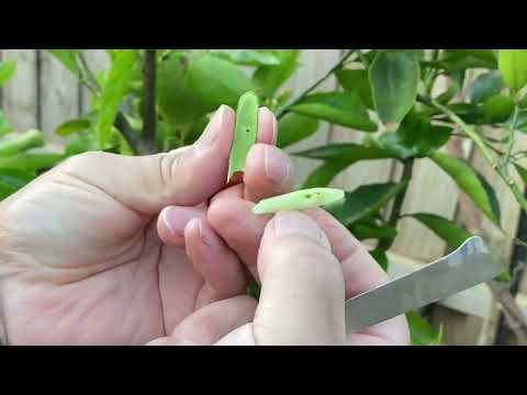 T-BUD Citrus Grafting - Explanation Video