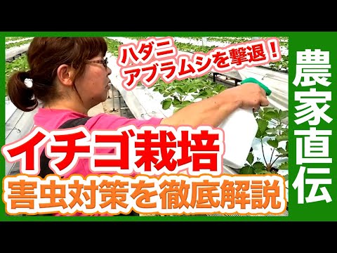 ブラックベリー:病気と害虫 植物