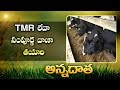 TMR Preparation | Total Mixed Ration | as Complete Meal For Cattle || EtvAnnadata