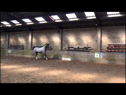 **SOLD to Denmark** 3y old gelding Clarcon (Casall) x Lansingh (Landgraf I)