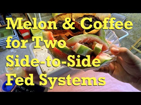 Two "back-n-forth"-style fed worm bins checked after 17 days - vermicompost