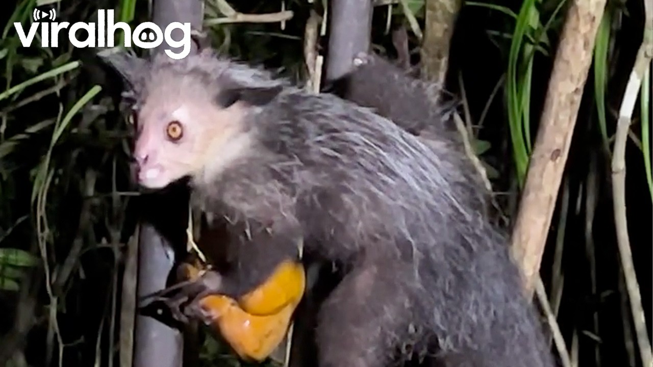 Endangered Nocturnal Aye-Aye Lemur in Madagascar Eats a Coconut || ViralHog
