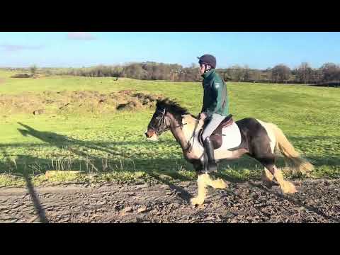 14hh 4yo gelding - Image 2
