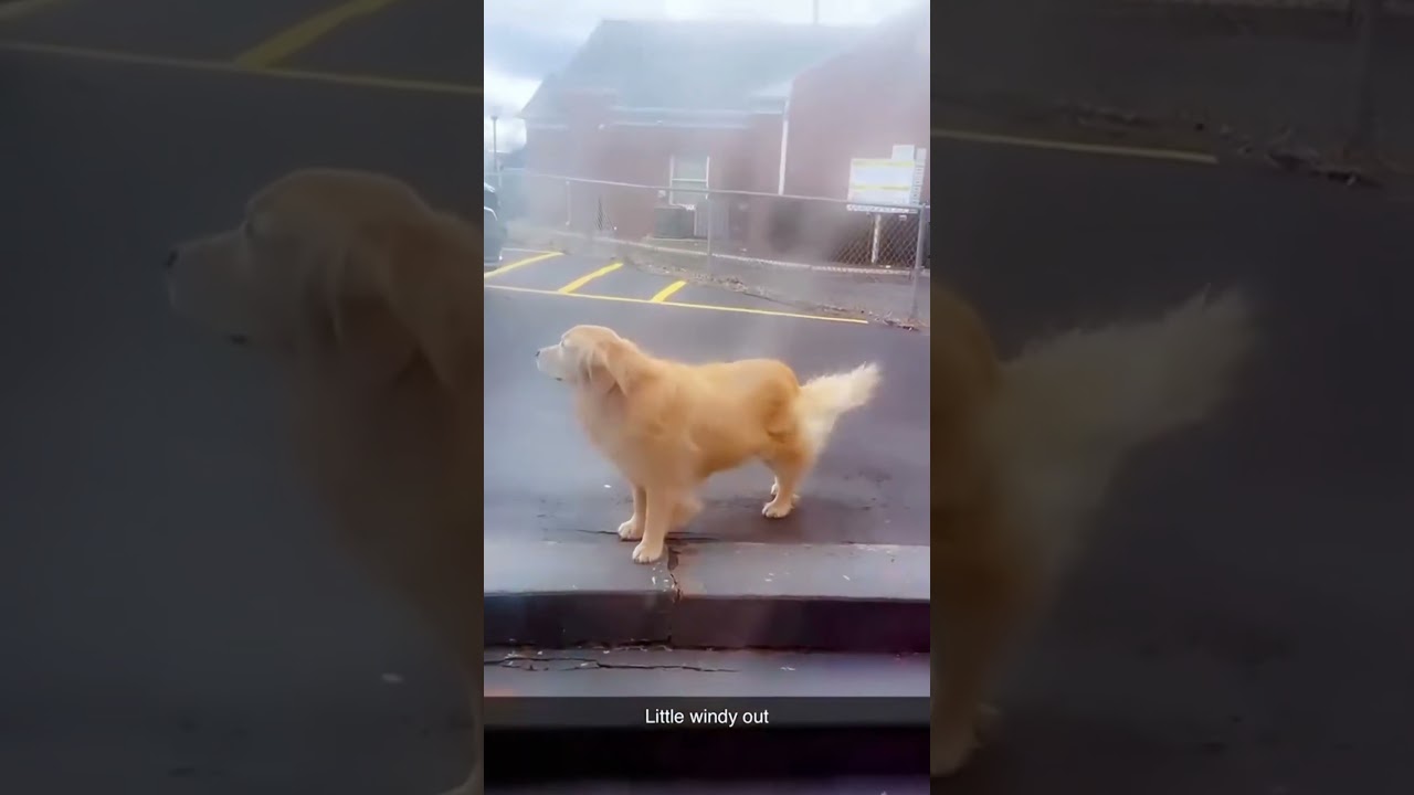 Dogs out on a windy day. #dog #funny #happy