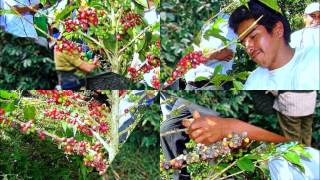 copla campesin@ - Joan sebastian.wmv