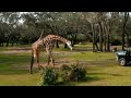 Masai Giraffe Kilimanjaro Safaris Disney S Animal Kingdom