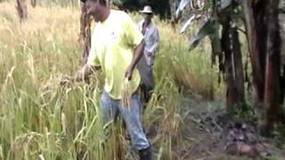 preview picture of video 'Cortando arroz - Paritilla adentro - República de Panamá'