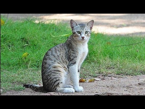 The Ultimate Hunting action of a Cat | Moments of Wildlife in HD
