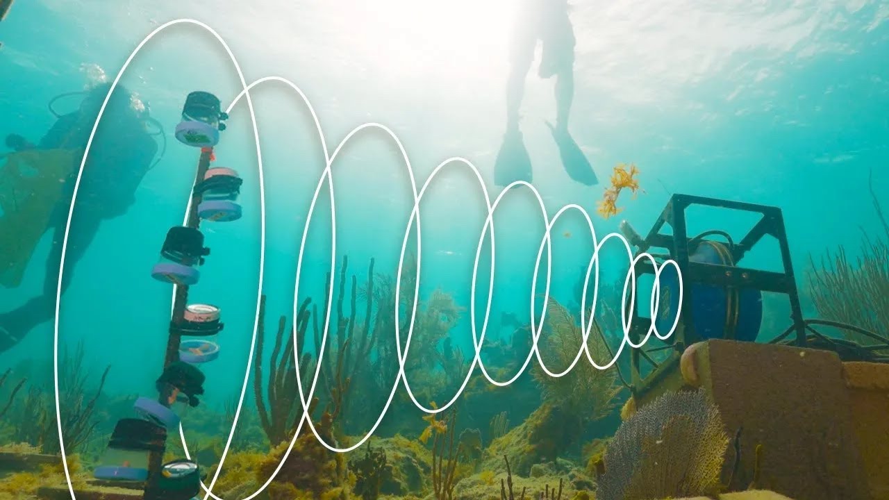 The Power of Sound: Giving Coral Reefs a Second Life