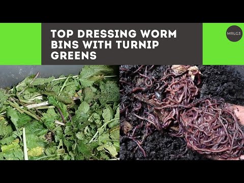 Top dressing my worm bins with organic turnip greens, fresh out of the garden