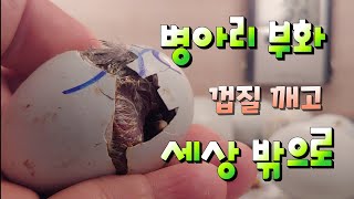청계병아리 부화 알깨고 첨 세상구경 부화온도 습도는?
