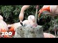 Junge Chile Flamingos