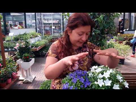 Helpful tips on how to grow Campanula isophylla