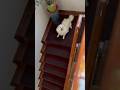 Whos That Dog Cute Trending Pomeranian Shortvideo Foryou Viral