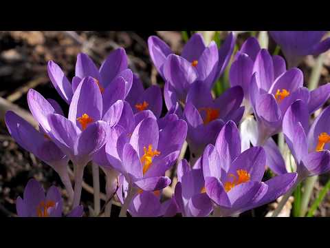 Krokus wiosenny - roślina pyłkodajna i miododajna