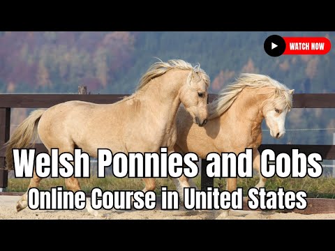 , title : 'Welsh Ponnies and Cobs Online Course in United States'