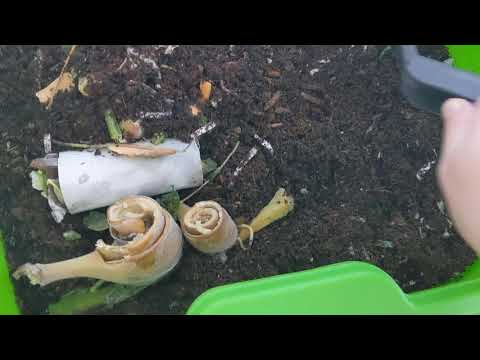 Hot Frog Living Composter Day 2 - Setting Up Part 2 and First Feeding - Vermicomposting