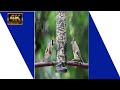 Birds Status Video Natural 4k Ultra Hd Video WhatsApp Video Shorts