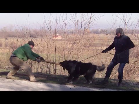 Can These Powerful Dogs Handle the Ultimate Protection Test?