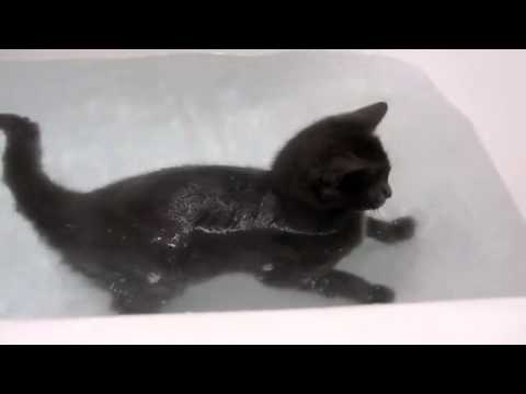 Funnies cat - Кот купается 