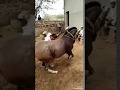 Rajasthani DJ Danae Song