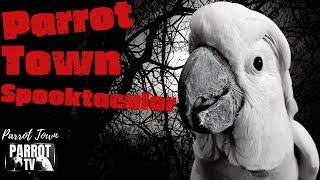 Parrot Town Spooktacular | Haunting Halloween Music for Birds | Parrot TV for Your Bird Room👻