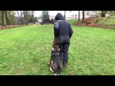 Wiper Mineo - Obedience 6 months