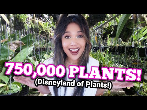 I Have NEVER Seen THIS Many Plants My Life! It's Like Plant Disneyland! | Plant Shopping 2021
