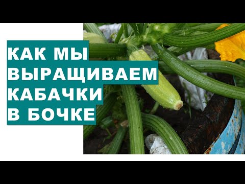 , title : 'Как мы удачно выращиваем кабачки в бочках'