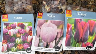Planting Tulips in Spring