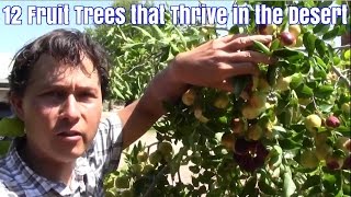 12 Fruit Trees that Thrive in the Desert with Little Care
