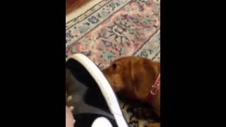 Dog licking my shoe