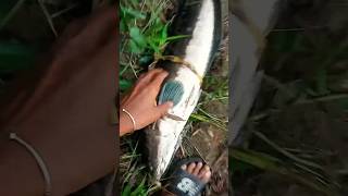 Download lagu menemukan lubang ikan gabus besar#ikan#mancing #shorts mp3