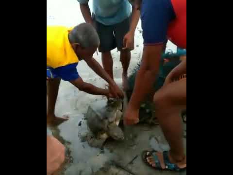 Turtle Rescued 🐢 at Arambol beach. Was stucked in ghostnet.? Harish Kocharekar
