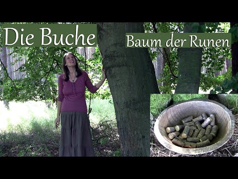, title : 'Die Buche, der Baum der Runen'