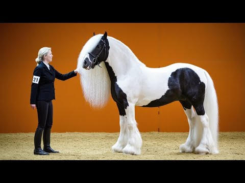 26 Most Beautiful Horses on Planet Earth | Meet The World’s Most Stunning Horse Breeds.