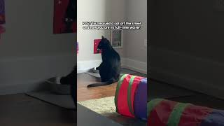 “What does it take to get some service around here?!” - 🐈‍⬛ #Cat #BlackCat #CatShorts