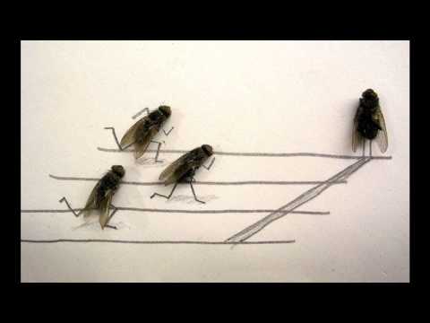 La mouche - Michel Polnareff