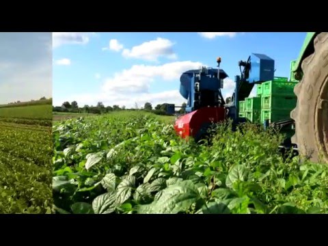 ASA-LIFT - GB 1000 Green bean harvester